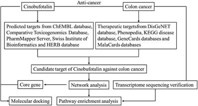 The Potential Mechanisms of Cinobufotalin Treating Colon Adenocarcinoma by Network Pharmacology